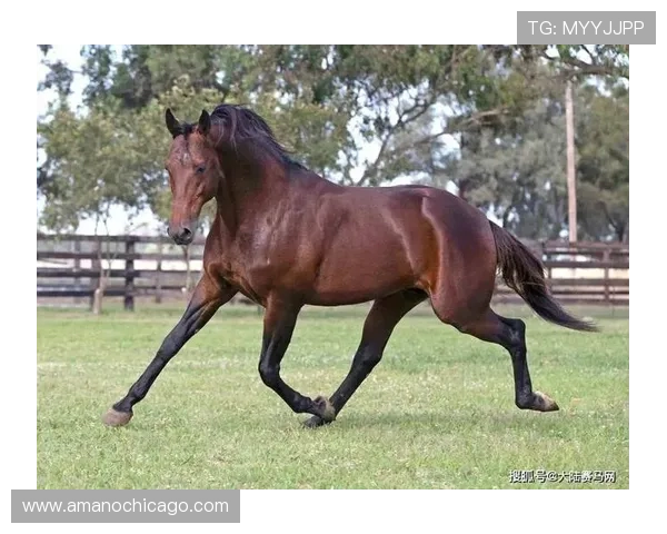 富里睡醒发现自家马场又多了匹纯血马，这月第几回了？